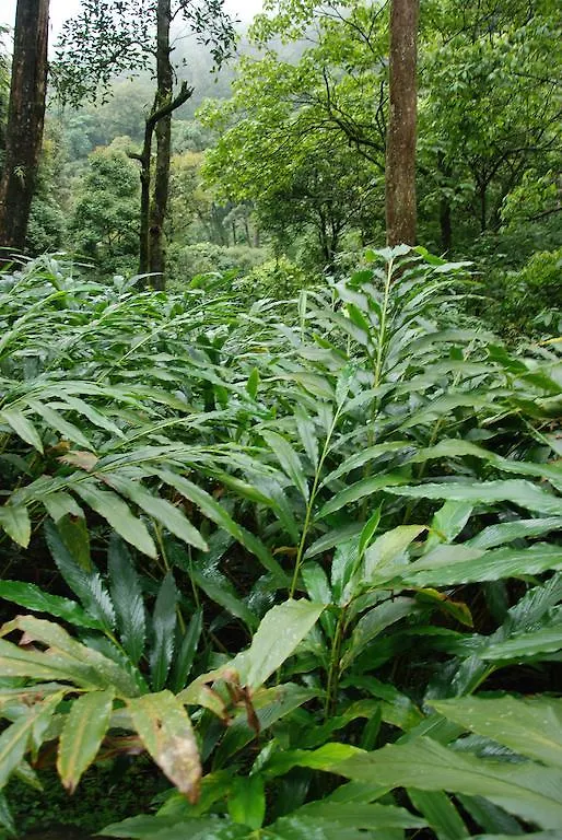 Farm stay Ela Blooms Hotel Vythiri India